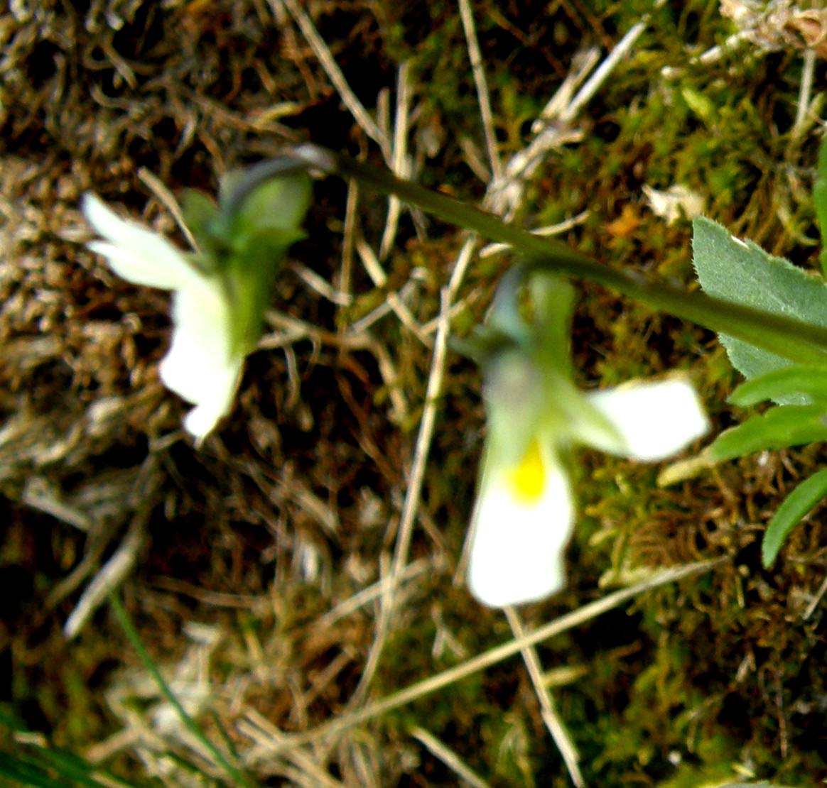 Viola cfr. tricolor (Violaceae)